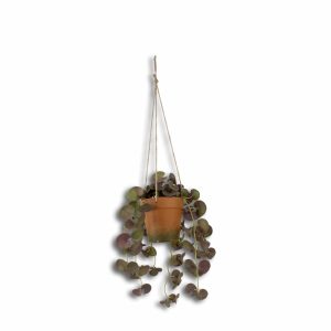 Maceta Terracota Colgante Con Planta Morada GUANGDONG XINXIN Unidad